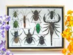 Echte tropische Insekten - Einzelstück - im 3D M-Schaukasten - Wandbild 2-A-M-16