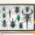 Echte tropische Insekten - Einzelstück - im 3D M-Schaukasten - Wandbild 2-A-M-16