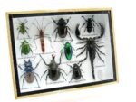 Echte tropische Insekten - Einzelstück - im 3D M-Schaukasten - Wandbild 2-A-M-16 – Bild 2