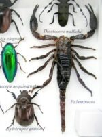 Echte tropische Insekten - Einzelstück - im 3D M-Schaukasten - Wandbild 2-A-M-16 – Bild 4