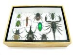 Echte tropische Insekten - Einzelstück - im 3D M-Schaukasten - Wandbild 2-A-M-16 – Bild 5