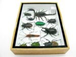 Echte tropische Insekten - Einzelstück - im 3D M-Schaukasten - Wandbild 2-A-M-16 – Bild 8