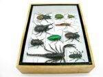 Echte tropische Insekten - Einzelstück - im 3D M-Schaukasten - Wandbild 2-A-M-16 – Bild 9