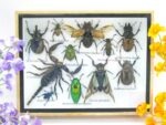Echte tropische Insekten - Einzelstück - im 3D M-Schaukasten - Wandbild 6-A-M-17