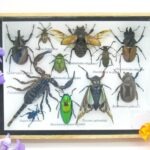 Echte tropische Insekten - Einzelstück - im 3D M-Schaukasten - Wandbild 6-A-M-17