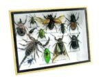 Echte tropische Insekten - Einzelstück - im 3D M-Schaukasten - Wandbild 6-A-M-17 – Bild 2