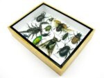 Echte tropische Insekten - Einzelstück - im 3D M-Schaukasten - Wandbild 6-A-M-17 – Bild 6