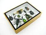Echte tropische Insekten - Einzelstück - im 3D M-Schaukasten - Wandbild 6-A-M-17 – Bild 7