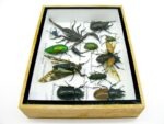 Echte tropische Insekten - Einzelstück - im 3D M-Schaukasten - Wandbild 6-A-M-17 – Bild 9
