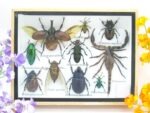 Echte tropische Insekten - Einzelstück - im 3D M-Schaukasten - Wandbild 7-A-M-18