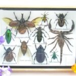 Echte tropische Insekten - Einzelstück - im 3D M-Schaukasten - Wandbild 7-A-M-18