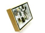 Echte tropische Insekten - Einzelstück - im 3D M-Schaukasten - Wandbild 7-A-M-18 – Bild 3
