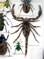 Echte tropische Insekten - Einzelstück - im 3D M-Schaukasten - Wandbild 7-A-M-18 – Bild 4