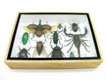 Echte tropische Insekten - Einzelstück - im 3D M-Schaukasten - Wandbild 7-A-M-18 – Bild 5