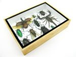 Echte tropische Insekten - Einzelstück - im 3D M-Schaukasten - Wandbild 7-A-M-18 – Bild 7