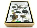 Echte tropische Insekten - Einzelstück - im 3D M-Schaukasten - Wandbild 7-A-M-18 – Bild 8