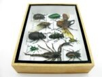 Echte tropische Insekten - Einzelstück - im 3D M-Schaukasten - Wandbild 7-A-M-18 – Bild 9