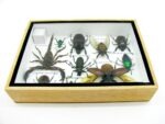 Echte tropische Insekten - Einzelstück - im 3D M-Schaukasten - Wandbild 7-A-M-18 – Bild 10