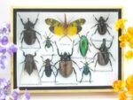 Echte tropische Insekten - Einzelstück - im 3D M-Schaukasten - Wandbild 3-A-M-19