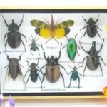 Echte tropische Insekten - Einzelstück - im 3D M-Schaukasten - Wandbild 3-A-M-19