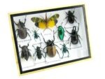 Echte tropische Insekten - Einzelstück - im 3D M-Schaukasten - Wandbild 3-A-M-19 – Bild 2