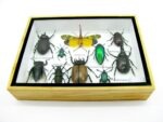 Echte tropische Insekten - Einzelstück - im 3D M-Schaukasten - Wandbild 3-A-M-19 – Bild 5