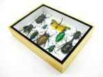 Echte tropische Insekten - Einzelstück - im 3D M-Schaukasten - Wandbild 3-A-M-19 – Bild 6