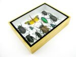 Echte tropische Insekten - Einzelstück - im 3D M-Schaukasten - Wandbild 3-A-M-19 – Bild 7