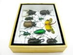 Echte tropische Insekten - Einzelstück - im 3D M-Schaukasten - Wandbild 3-A-M-19 – Bild 9