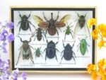 Echte tropische Insekten - Einzelstück - im 3D M-Schaukasten - Wandbild 2-A-M-20