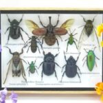 Echte tropische Insekten - Einzelstück - im 3D M-Schaukasten - Wandbild 2-A-M-20
