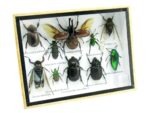 Echte tropische Insekten - Einzelstück - im 3D M-Schaukasten - Wandbild 2-A-M-20 – Bild 2