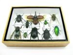 Echte tropische Insekten - Einzelstück - im 3D M-Schaukasten - Wandbild 2-A-M-20 – Bild 5