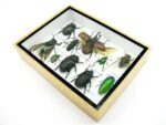 Echte tropische Insekten - Einzelstück - im 3D M-Schaukasten - Wandbild 2-A-M-20 – Bild 6