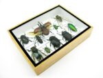 Echte tropische Insekten - Einzelstück - im 3D M-Schaukasten - Wandbild 2-A-M-20 – Bild 7