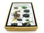 Echte tropische Insekten - Einzelstück - im 3D M-Schaukasten - Wandbild 2-A-M-20 – Bild 8