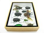 Echte tropische Insekten - Einzelstück - im 3D M-Schaukasten - Wandbild 2-A-M-20 – Bild 9
