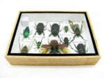 Echte tropische Insekten - Einzelstück - im 3D M-Schaukasten - Wandbild 2-A-M-20 – Bild 10