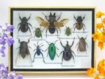 Echte tropische Insekten - Einzelstück - im 3D M-Schaukasten - Wandbild 8-A-M-21
