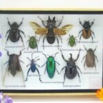 Echte tropische Insekten - Einzelstück - im 3D M-Schaukasten - Wandbild 8-A-M-21