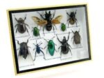 Echte tropische Insekten - Einzelstück - im 3D M-Schaukasten - Wandbild 8-A-M-21 – Bild 2