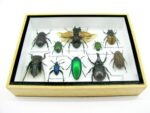Echte tropische Insekten - Einzelstück - im 3D M-Schaukasten - Wandbild 8-A-M-21 – Bild 5
