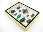 Echte tropische Insekten - Einzelstück - im 3D M-Schaukasten - Wandbild 8-A-M-21 – Bild 6