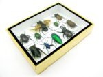 Echte tropische Insekten - Einzelstück - im 3D M-Schaukasten - Wandbild 8-A-M-21 – Bild 7