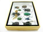 Echte tropische Insekten - Einzelstück - im 3D M-Schaukasten - Wandbild 8-A-M-21 – Bild 8