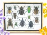 Echte tropische Insekten - Einzelstück - im 3D M-Schaukasten - Wandbild 7-A-M-22