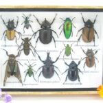 Echte tropische Insekten - Einzelstück - im 3D M-Schaukasten - Wandbild 7-A-M-22