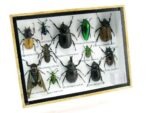 Echte tropische Insekten - Einzelstück - im 3D M-Schaukasten - Wandbild 7-A-M-22 – Bild 2