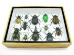 Echte tropische Insekten - Einzelstück - im 3D M-Schaukasten - Wandbild 7-A-M-22 – Bild 5
