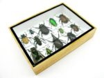 Echte tropische Insekten - Einzelstück - im 3D M-Schaukasten - Wandbild 7-A-M-22 – Bild 7
